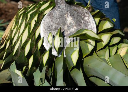 Yolo County, California, Stati Uniti. 17th Mar, 2023. Antonio Chavez usa una 'coaa' per tagliare via le foglie dell'agave 'piÃ±A' o bulbo piantato da Raul ''Repo' Chavez nella contea di Yolo, venerdì 17 marzo 2023. L'agave sarà trasformato in uno spirito simile a quello di un mezcal. (Credit Image: © Paul Kitagaki Jr./ZUMA Press Wire) SOLO PER USO EDITORIALE! Non per USO commerciale! Foto Stock