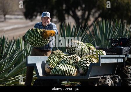 Yolo County, California, Stati Uniti. 17th Mar, 2023. Craig Reynolds carica agave piÃ±a o bulbi in rimorchio per il cianfrinatura più tardi nella settimana in Yolo County, Venerdì, 17 marzo 2023. Essi raccoglieranno tre tonnellate di agave per la cottura dell'agave per essere poi distillati in uno spirito mezcal-like. (Credit Image: © Paul Kitagaki Jr./ZUMA Press Wire) SOLO PER USO EDITORIALE! Non per USO commerciale! Foto Stock