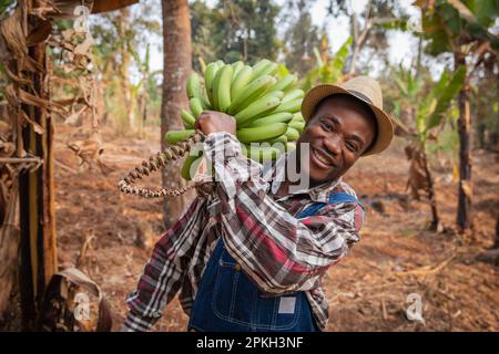 Un contadino africano sorridente con un mazzo di banane appena raccolte nella sua coltivazione. Foto Stock
