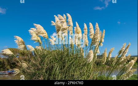 Nuova Zelanda, Foxton, erba di Toi toi, erba di Pampas aka con teste di fiori bianche, che soffia nel vento contro un cielo blu chiaro Foto Stock