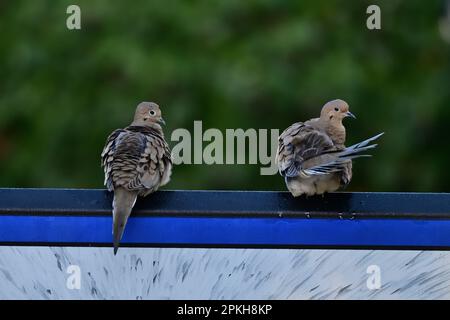 Pianto dove sotto la pioggia con il partner Foto Stock