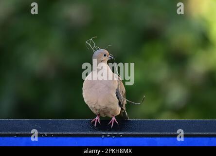 Pianto colomba con i Twig nesting nella fattura Foto Stock