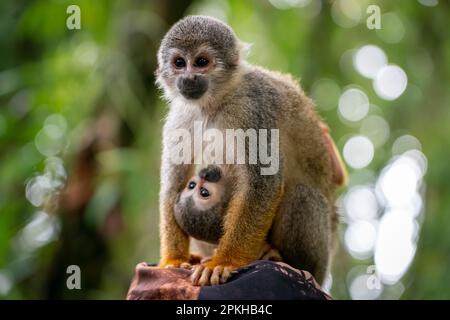 Scimmia di scoiattolo comune (saimiri) in Leticia, Colombia sull'isola delle scimmie Foto Stock