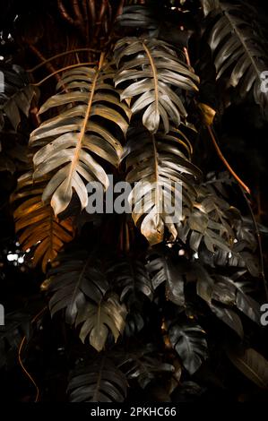 Foglie rosse e nere della pianta filodendro di Monstera che cresce in natura, la pianta di foresta tropicale, viti sempreverdi colore astratto su fondo scuro. Foto Stock
