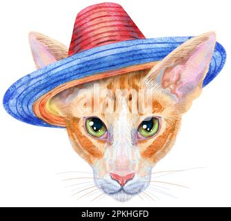 Carino gatto orientale in un cappello sombrero. Cat per grafica t-shirt. Acquerello gatto somalo razza illustrazione Foto Stock