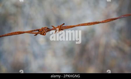 Primo piano di un singolo filo arrugginito, con due punte, su sfondo sfocato. Foto Stock