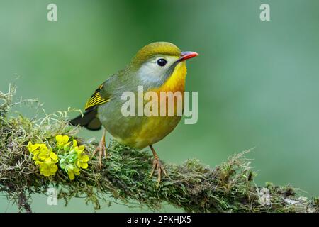 Leiothrix Red-Billed Foto Stock