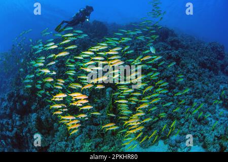 Tuffatore che nuota sopra ha osservato il shoal illuminato del goatfish del yellowfin (Mulloidichthys vanicolensis), Oceano Indiano, Maldive Foto Stock