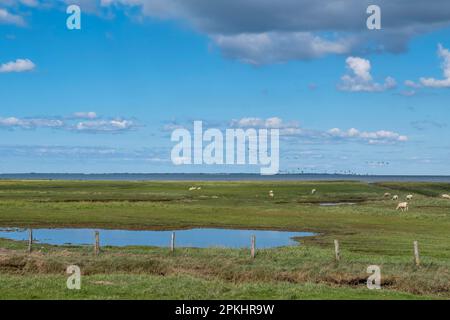 Saline, Foehr, Frisone Settentrionale, Frisia Settentrionale, Schleswig-Holstein, Germania Foto Stock