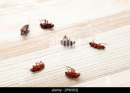 Scarafaggi morti su sfondo chiaro. Concetto il problema in casa a causa di scarafaggi che vivono in cucina e il controllo dei parassiti, utilizzando velenoso Foto Stock