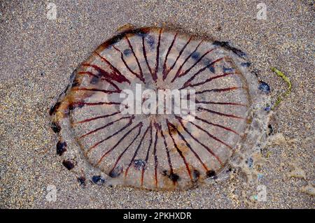 Medusa a trefoli (Chrysaora hysoscella) lavata a riva, Penisola di Dingle, Co.. Kerry, Mare d'Irlanda, Atlantico del Nord, Irlanda