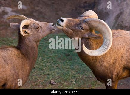 Pecora di bighorn del deserto (Ovis canadensis nelsoni), adulto maschio e femmina, primo piano della testa, utricularia ocromeuca (U.) (U.) S. A Foto Stock