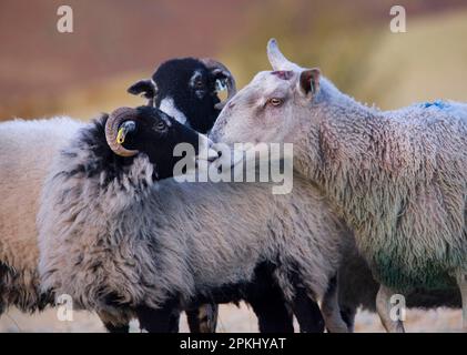 Pecora domestica, montone di Leicester dalla faccia blu, pecora di Swaledale odorosa, prima dell'accoppiamento, fattoria verde di Dinkling, Whitewell, Clitheroe, Lancashire, Inghilterra Foto Stock