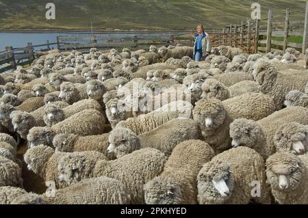 Allevamento di pecore, gregge di pecore Corriedale arrotondato per la tosatura, Port Howard, West Point Island, Falkland Foto Stock