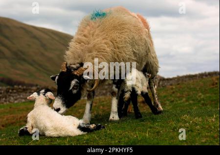 Domestic sheep, Swaledale ewe with newborn twin lambs, in upland field, Cumbria, England, spring Foto Stock