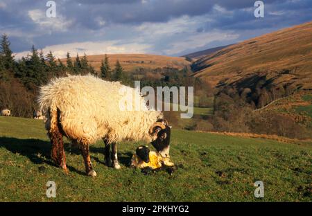 Pecora domestica, pecora di Swaledale e agnello neonato, Cumbria, Inghilterra, Regno Unito Foto Stock