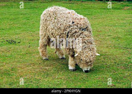 Pecora domestica, montone di Dartmoor grigio, pascolo in paddock, Inghilterra, Gran Bretagna Foto Stock