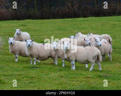 Ovini domestici, pecore Cheviot del paese del nord, tipo di Lairg, gregge in piedi in pascolo, Langholm, Dumfriesshire, Scozia, Regno Unito Foto Stock