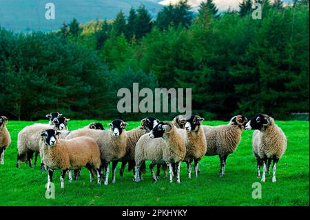 Pecora domestica, pecore Swaledale, gregge in piedi in campo, Inghilterra, Regno Unito Foto Stock