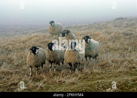 Pecora domestica, pecore Swaledale, gregge su fossato gelido, Moor speranza, Contea di Durham, Inghilterra, inverno Foto Stock