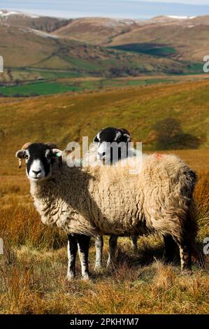 Pecora domestica, pecore Swaledale, due in piedi sulla brughiera, Cumbria, Inghilterra, Regno Unito Foto Stock