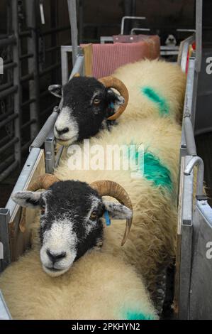 Pecora domestica, pecore Swaledale, nel sistema di manipolazione, Inghilterra, Regno Unito Foto Stock
