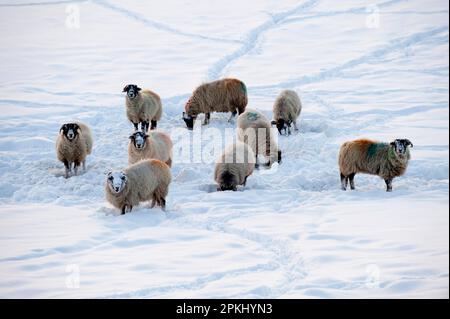 Pecora domestica, Swaledale, gregge, nutrirsi nella neve in serata, Cumbria, Inghilterra, inverno Foto Stock