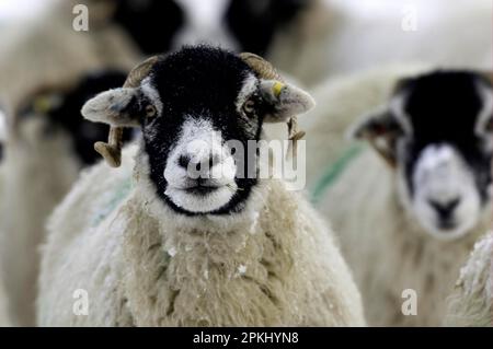 Pecora domestica, pecora di Swaledale, primo piano della testa, nella neve, Cumbria, Inghilterra, inverno Foto Stock