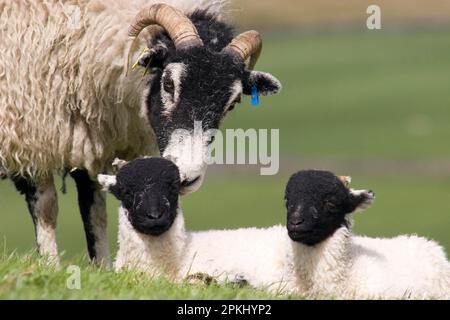 Pecora domestica, Swaledale, pecora con agnelli gemelli, Keld, Yorkshire Dales N. P. North Yorkshire, Inghilterra, primavera Foto Stock