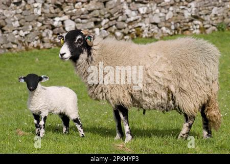 Pecora domestica, Swaledale, pecora con agnello, in piedi sul pascolo, Yorkshire Dales, Yorkshire, Inghilterra, primavera Foto Stock