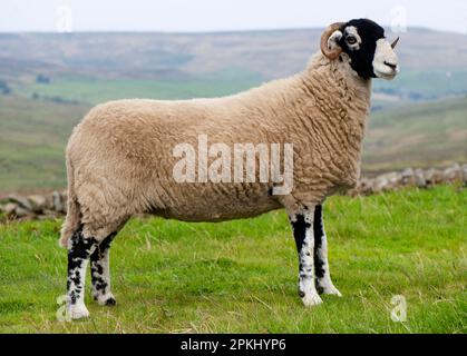Pecora domestica, pecora Swaledale, in piedi sulla brughiera, Inghilterra, Regno Unito Foto Stock