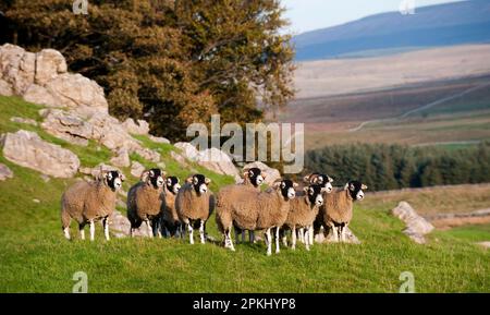 Pecora domestica, gregge di Swaledale, in piedi su pascolo di calcare, Yorkshire del Nord, Inghilterra, Regno Unito Foto Stock