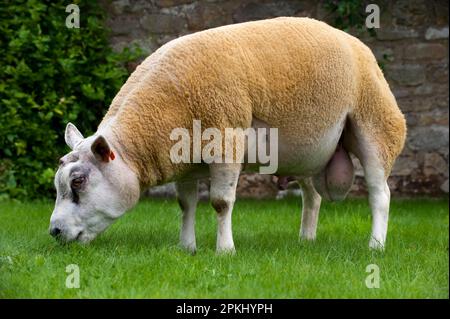 Pecora domestica, montone di Beltex, pascolo su erba corta, Cumbria, Inghilterra, Regno Unito Foto Stock