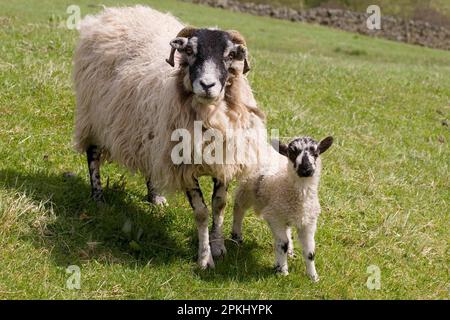 Pecora domestica, Swaledale, pecora con agnello, in piedi sul pascolo, Yorkshire Dales, Yorkshire, Inghilterra, primavera Foto Stock