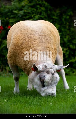 Pecora domestica, montone di Beltex, pascolo su erba corta, Cumbria, Inghilterra, Regno Unito Foto Stock