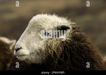 Pecora domestica, agnello di stoppino Herdwick, primo piano della testa, in collina fattoria, Lake District, Cumbria, Inghilterra, Regno Unito Foto Stock