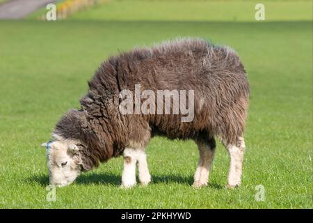 Pecora domestica, Herdwick, Ewe, pascolo, Dalton, Dumfries e Galloway, Scozia, primavera Foto Stock