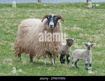 Pecora domestica, pecora Scottish Blackface con agnelli sirizzati Charollais, in piedi in pascolo, Scozia, Regno Unito Foto Stock