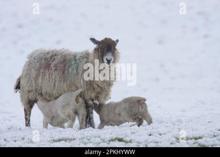 Pecora domestica, pecora mulo con due agnelli succhianti, in nevicata pesante, Swaledale, Yorkshire Dales N. P. North Yorkshire, Inghilterra, UK Foto Stock