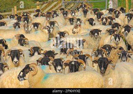 Pecore nazionali, pecore scozzesi dalla testa nera e pecore a baia, Dinkling Green, Lancashire, Inghilterra, autunno Foto Stock