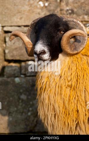 Pecora domestica, montone scozzese di Blackface, tipo di Hexham, primo piano della testa, Northumberland. Inghilterra Foto Stock