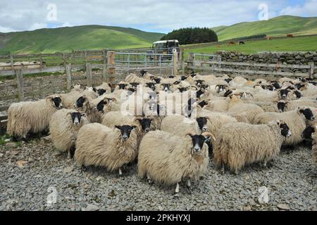 Pecora domestica, agnelli di pecora Scottish Blackface, gregge in piedi in penna, bestiame al pascolo in campo vicino, Moffat, Borders, Scozia, Regno Unito Foto Stock