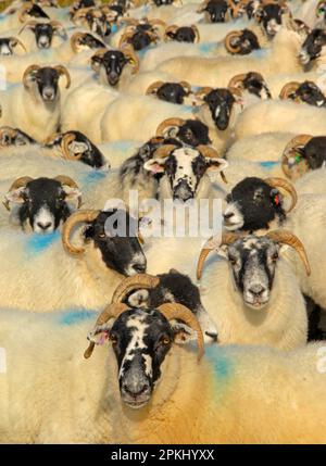 Pecore nazionali, pecore scozzesi dalla testa nera e pecore a baia, Dinkling Green, Lancashire, Inghilterra, autunno Foto Stock