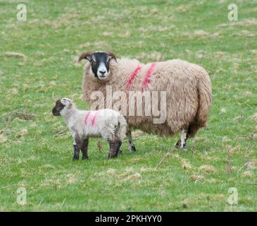 Pecora domestica, pecora Scottish Blackface con agnello di Charollais, in piedi in pascolo, Scozia, Regno Unito Foto Stock