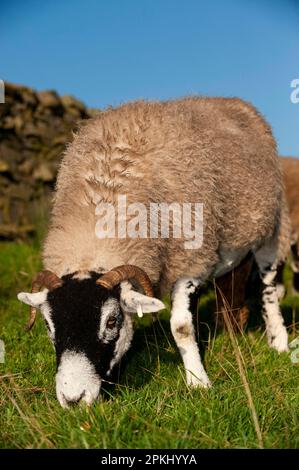 Pecora domestica, pecora di Swaledale, pascolo in pascolo di altopiano, Inghilterra, Regno Unito Foto Stock