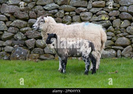 Pecora domestica, Aberdale Swaledale, pecora di annientamento con agnello, in piedi accanto al muro di pietra a secco, Cumbria, Inghilterra, Regno Unito Foto Stock