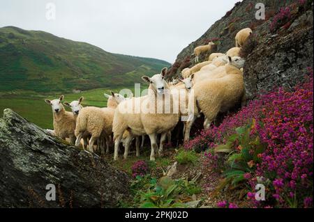 Pecora domestica, muli gallesi, pecora gallese di montagna x montone di Leicester blu-affrontato, gregge, su collina di brughiera, Galles, Regno Unito Foto Stock