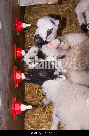 Allevamento ovino, orfano Swaledale e agnelli mulo che si nutrono di latte da bevitore automatico, Chipping, Lancashire, Inghilterra, Regno Unito Foto Stock