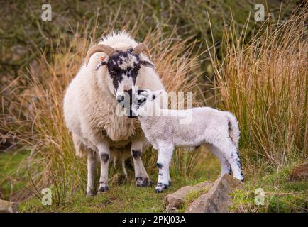 Pecora domestica, pecora scozzese e agnello di Blackface, in piedi accanto ai rushes in pascoli di altopiano, Whitewell, Forest of Bowland, Lancashire, Inghilterra, Uniti Foto Stock