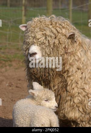 Pecora domestica, Devon e Cornovaglia Longwool, pecora con agnello, primo piano di teste, Inghilterra, Gran Bretagna Foto Stock